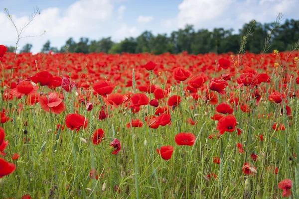 Poppies on a field — Stock Photo, Image