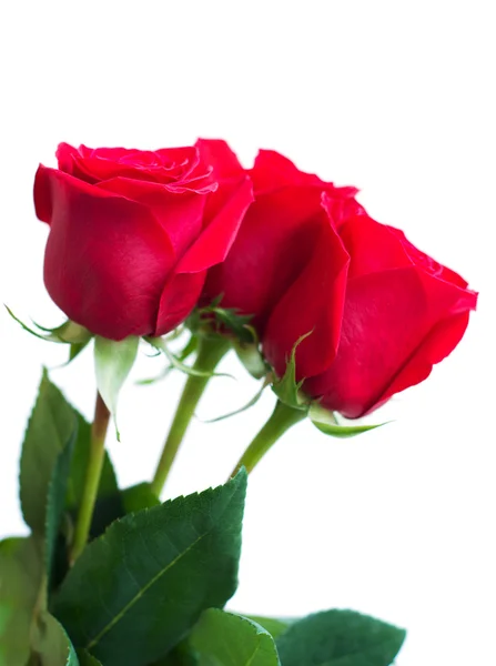 Strauß roter Rosen — Stockfoto