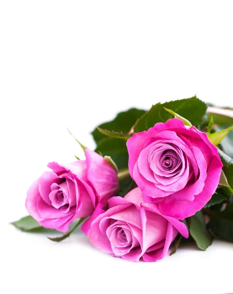 Ροζ τριαντάφυλλα σε λευκό — Φωτογραφία Αρχείου