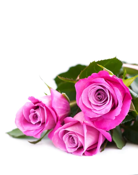 Pink roses on white — Stock Photo, Image