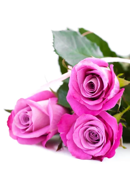 Růžové růže na bílém pozadí — Stock fotografie