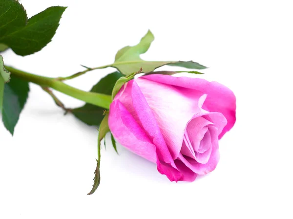 Pink rose on white — Stock Photo, Image