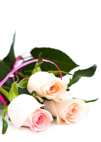 Rosa rosor på vit — Stockfoto