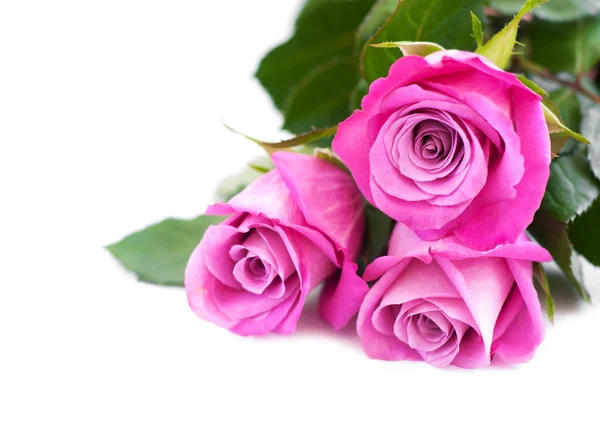 Pink roses on white Stock Image