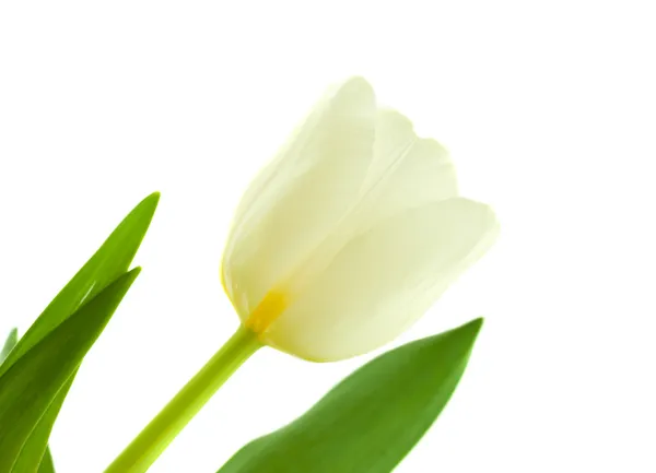 Tulipano primaverile — Foto Stock