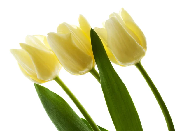 Jarní tulipány — Stock fotografie
