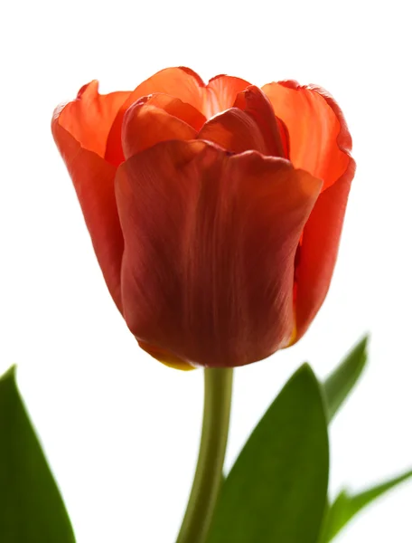 Spring Tulip — Stock Photo, Image