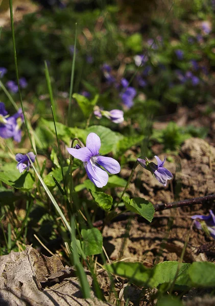 Violetas — Fotografia de Stock