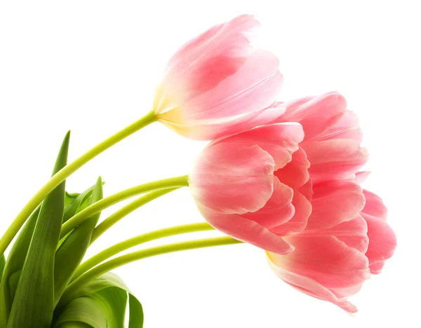 Spring Tulips — Stock Photo, Image