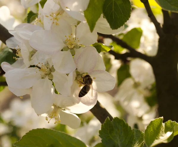 Apfelblütenblume und Biene — Stockfoto