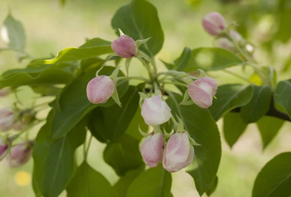 Pear blossom — Stock Photo, Image