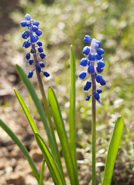 GRAPE HYACINTH — Stock Photo, Image