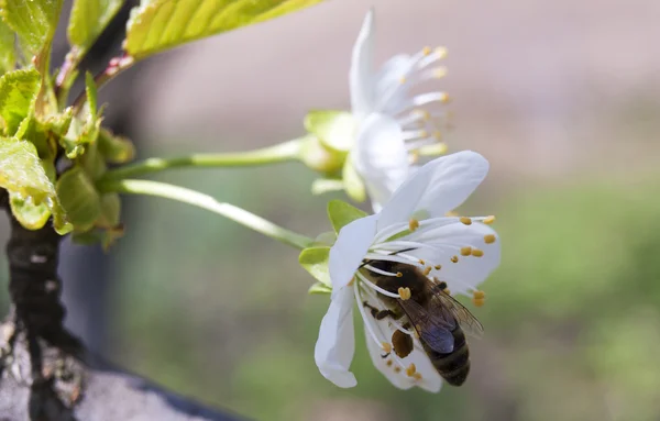 Abelha na flor — Fotografia de Stock