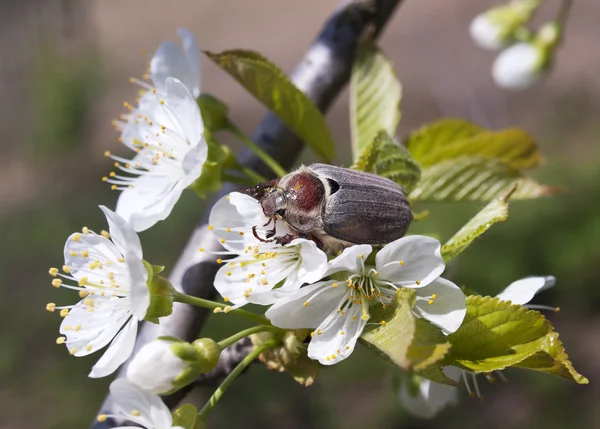 Maybug beetle — Stock Photo, Image