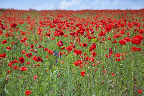 Poppies on a field — Stock Photo, Image