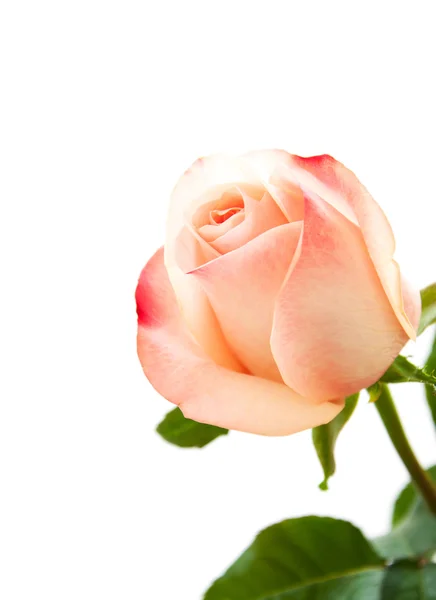 Rosa rosa su bianco — Foto Stock