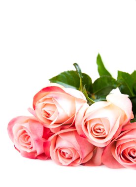 beyaz üzerine pembe Gül