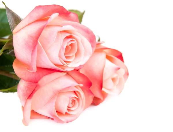 Pink rose on white — Stock Photo, Image