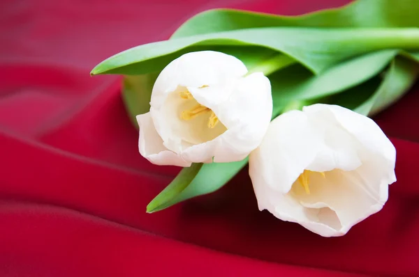 Tulpen auf rotem Satin — Stockfoto