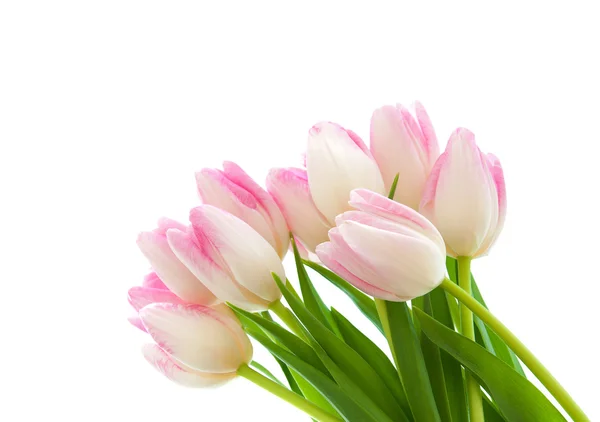 Pink Tulips — Stock Photo, Image