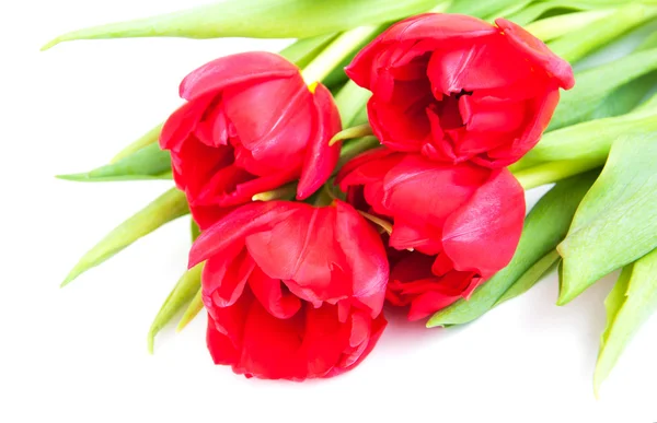 Красные тюльпаны на белом — стоковое фото
