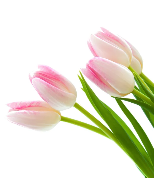 Pink Tulips — Stock Photo, Image