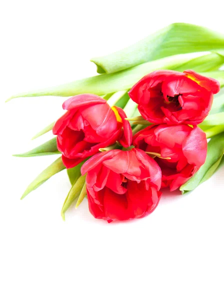 Rote Tulpen auf weißem Grund — Stockfoto