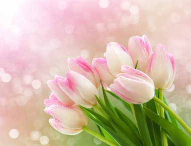 Spring tulips clipart