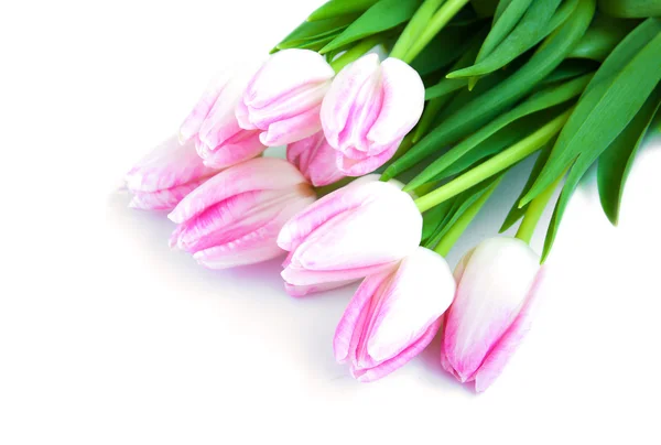 Roze tulpen — Stockfoto