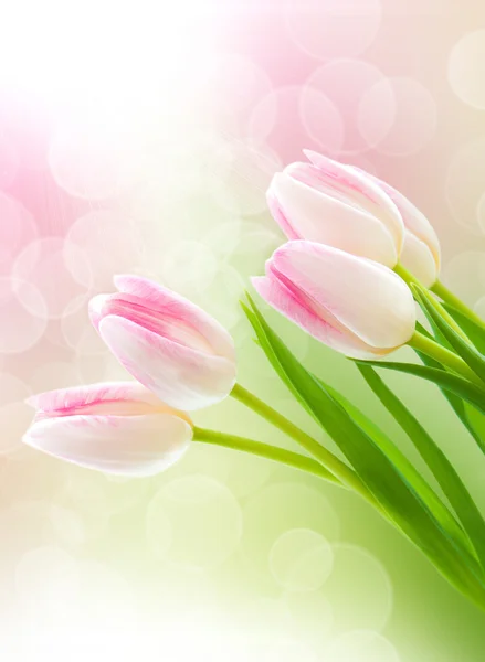 Pink Tulips — Stock Photo, Image