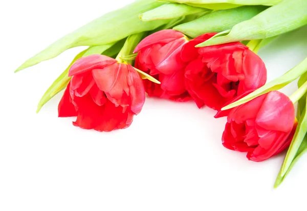 Красные тюльпаны на белом — стоковое фото