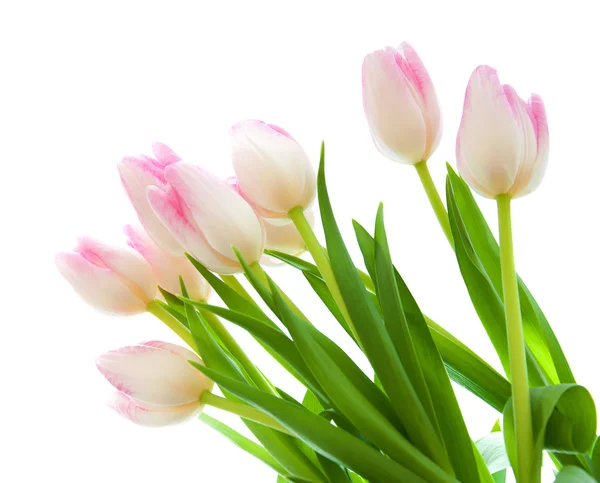 Pink Tulips — Stock Photo, Image