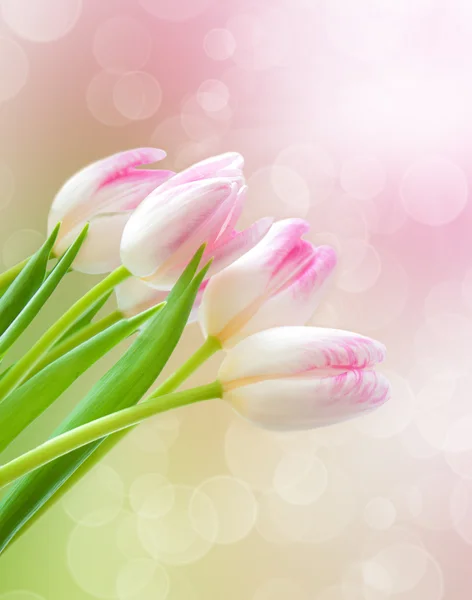 Pink Tulips — Stock Photo, Image