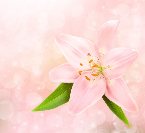 Pink lily — Stock Photo, Image