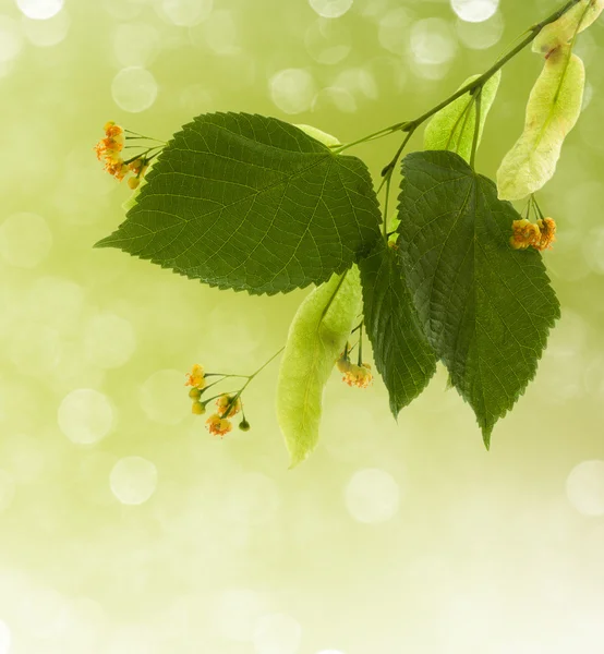 Blommor av linden-träd — Stockfoto