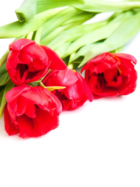 Rote Tulpen auf weißem Grund — Stockfoto