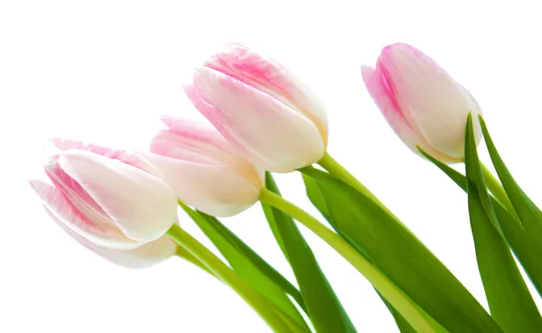 Pink Tulips — Stock Photo, Image