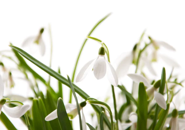 Spring snowdrops — Stock Photo, Image