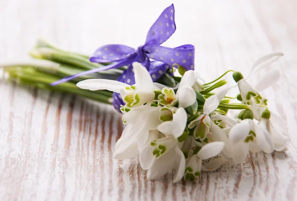 Bos snowdrop bloemen — Stockfoto