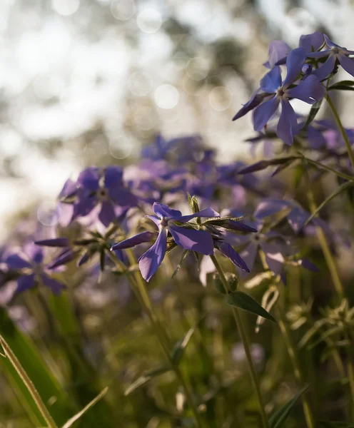 Blaue Frühlingsblumen — Stockfoto