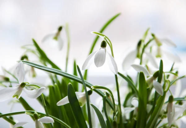 Primavera Snowdrops — Foto de Stock