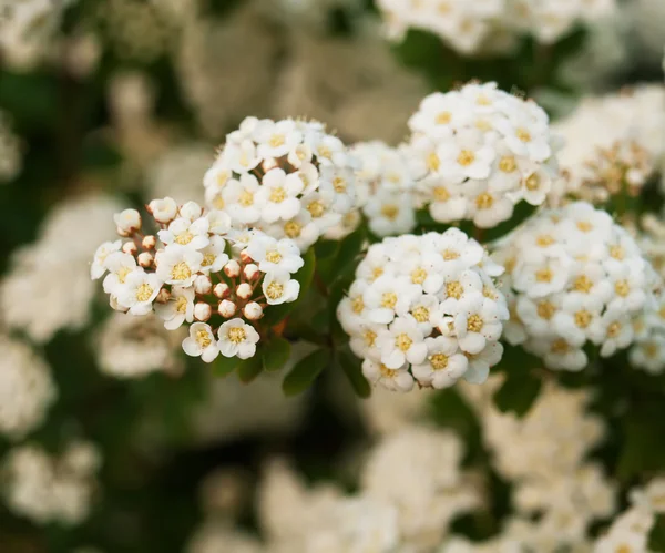 Forårsblomster - Stock-foto