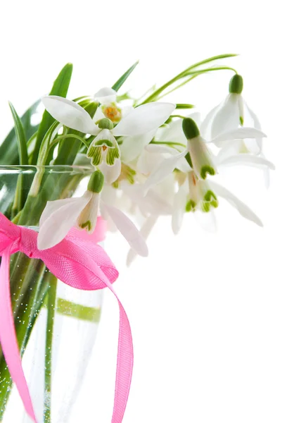 Spring snowdrops — Stock Photo, Image