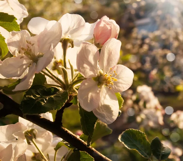 Spring Blossoms — Stock Photo, Image