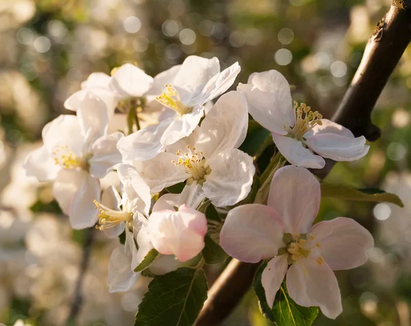 Spring Blossoms — Stock Photo, Image