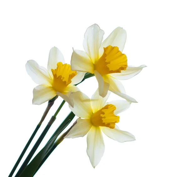 Daffodils — Stock Photo, Image