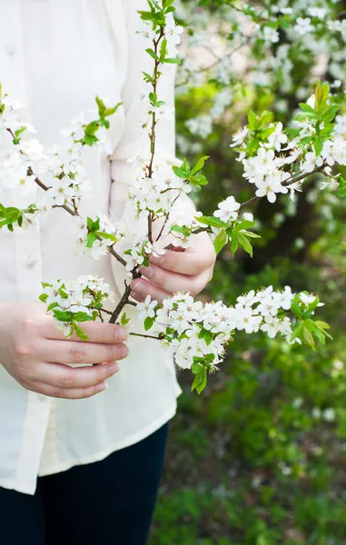 Cherry blossom i hand — Stockfoto