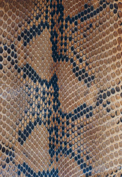 Pele de cobra — Fotografia de Stock