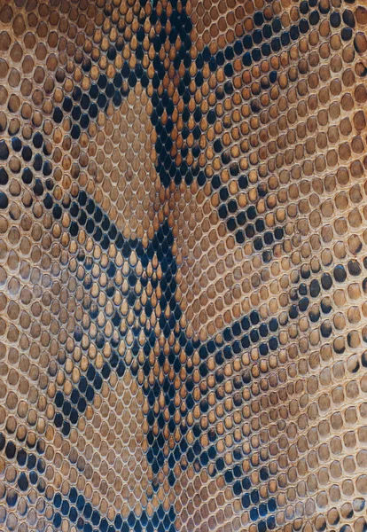 Snake skin — Stock Photo, Image