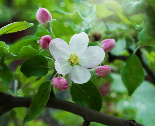 Spring flowers — Stock Photo, Image